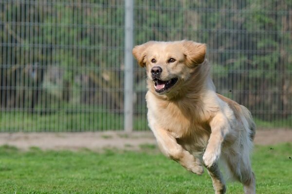 negozi e pensioni per animali a monza