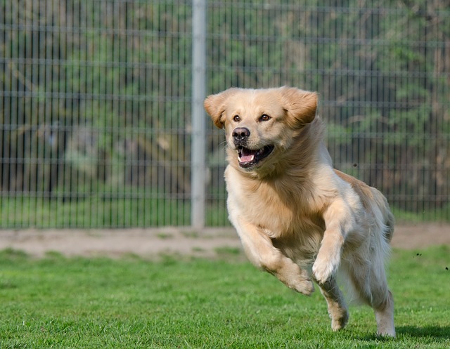 Negozi e pensioni per animali a monza