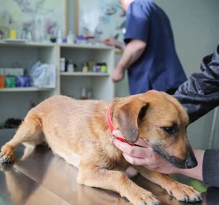 veterinari a monza