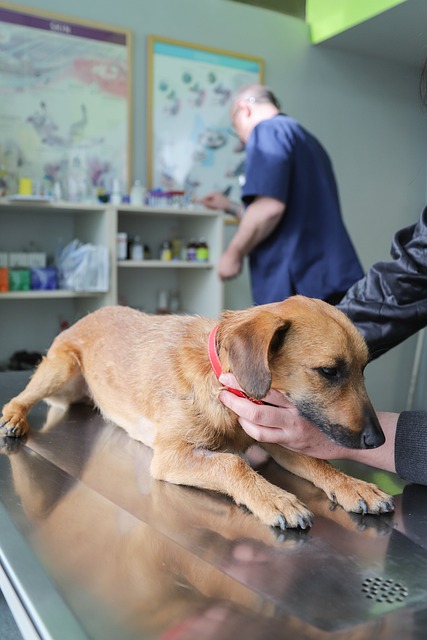 veterinari a monza
